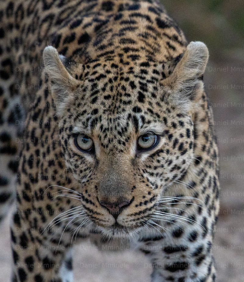 Wild Life