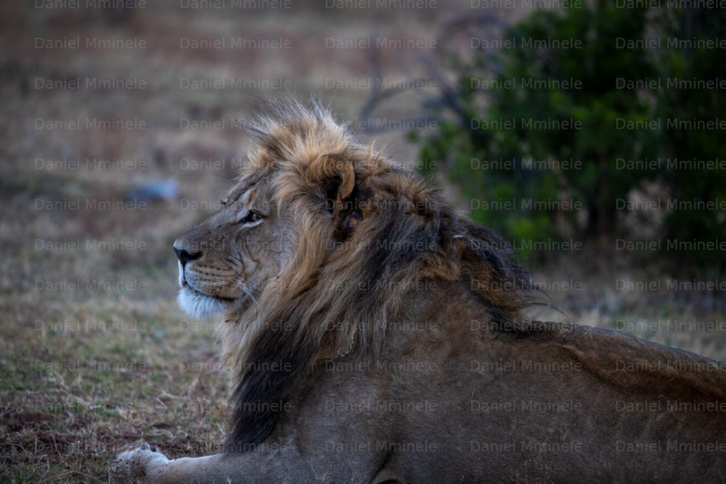 Wild Life