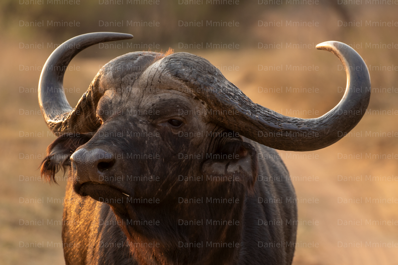Wild Life