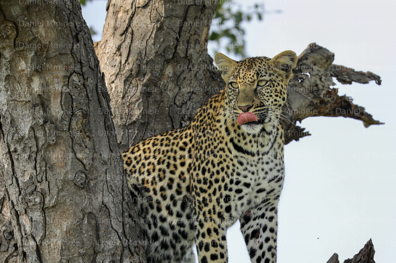 Wild Life