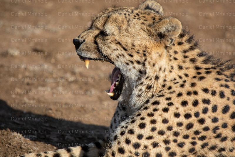 Wild Life