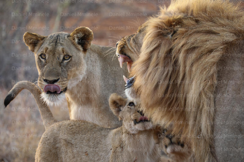 Wild Life