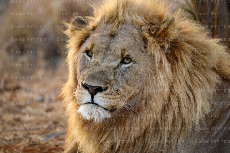 Wild Life