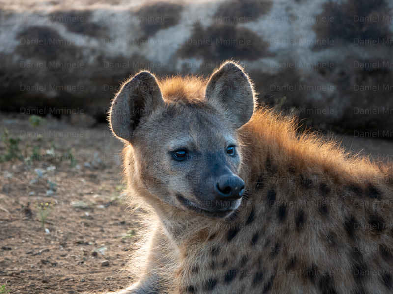 Wild Life
