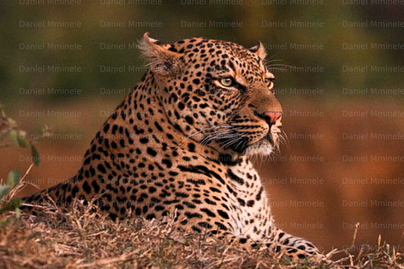 Wild Life