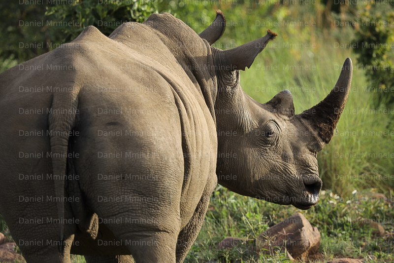 Wild Life