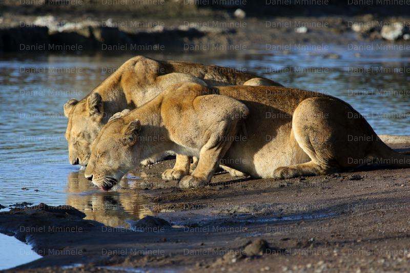 Wild Life