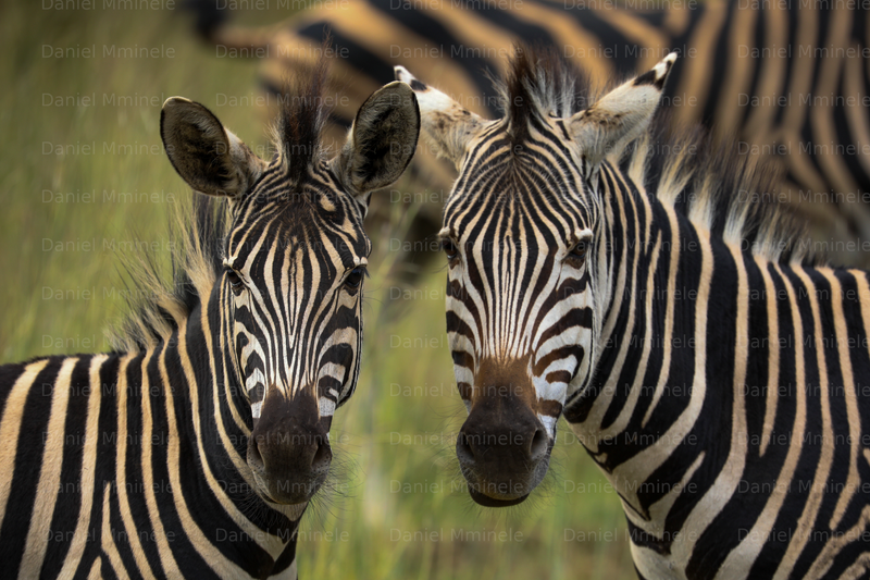 Wild Life