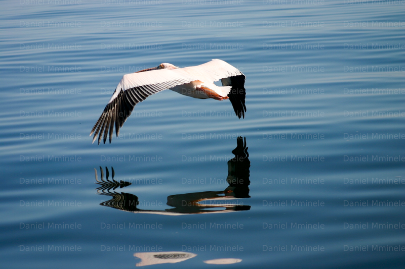 Wild Life