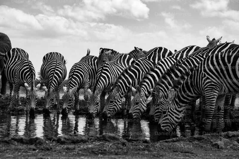 Wild Life