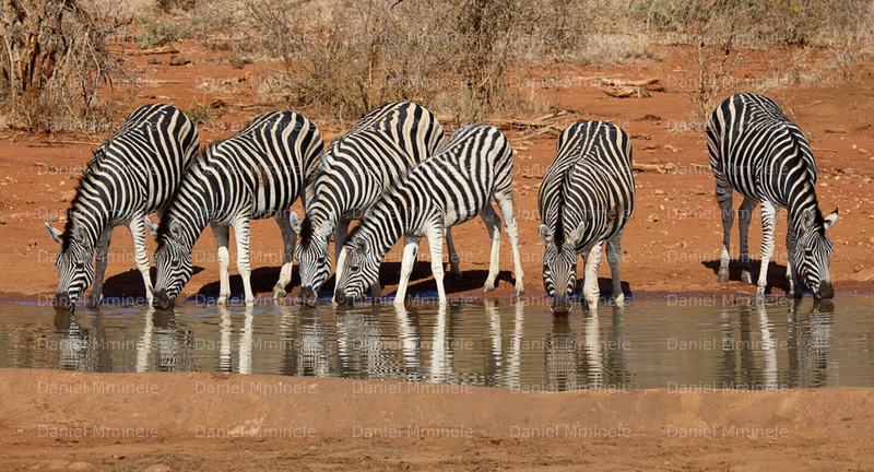 Wild Life