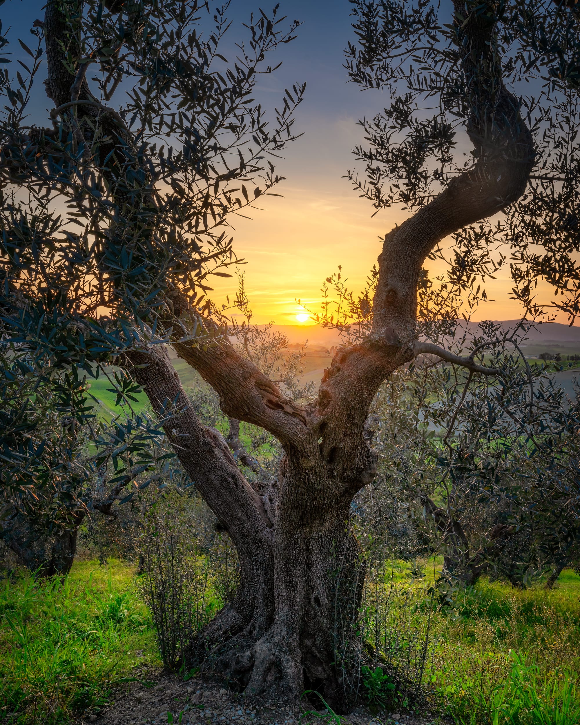 אל בית העלמין הצבאי ועצי האקליפטוס