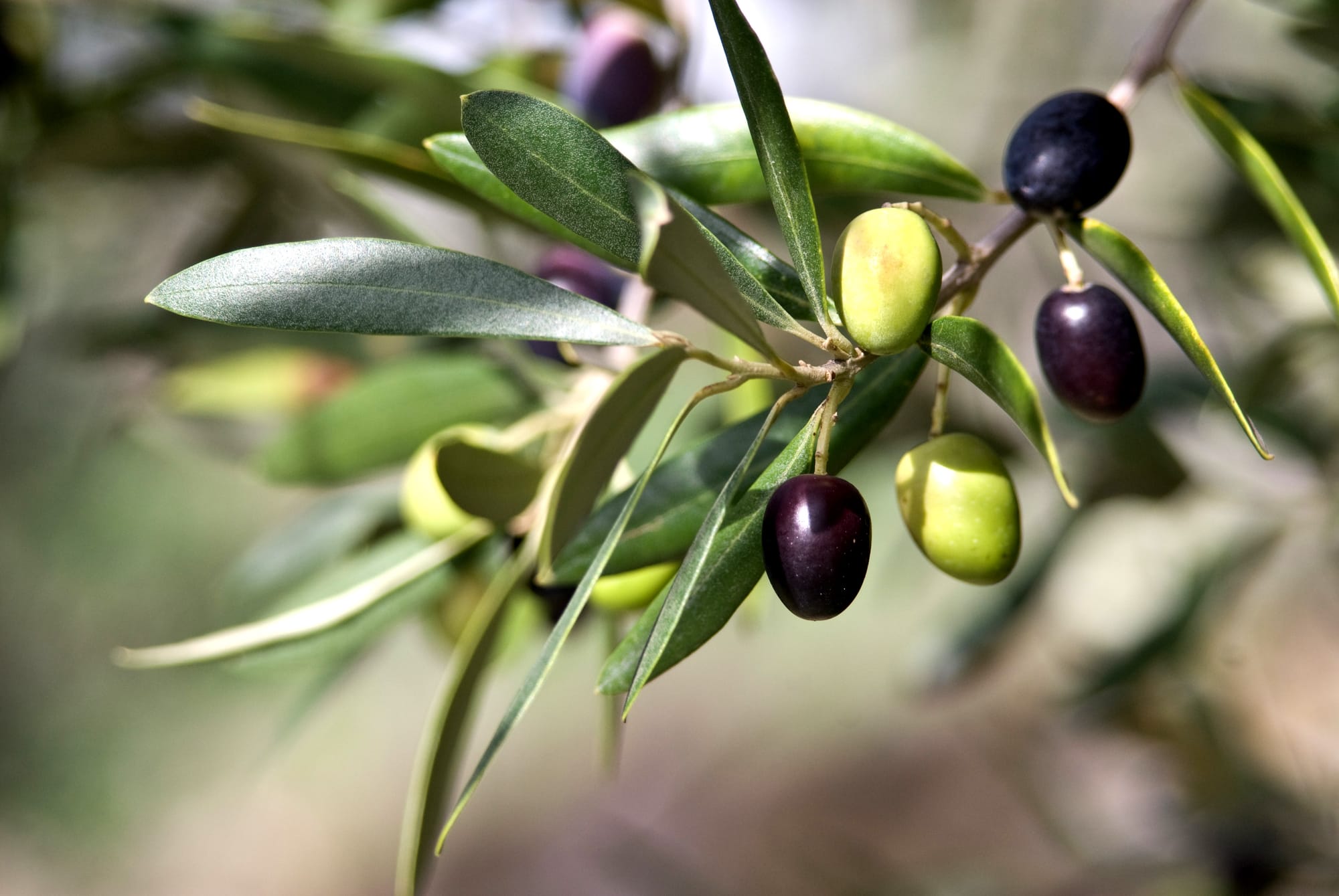 אל בית העלמין הצבאי ועצי האקליפטוס