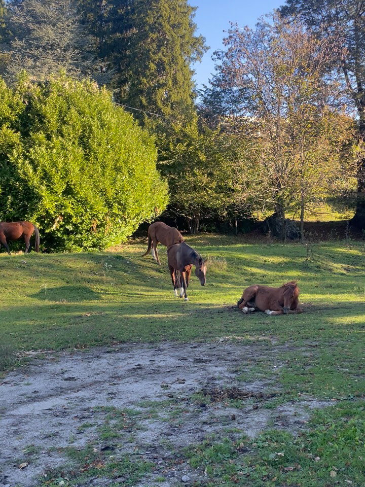Cavallo a FarmAus