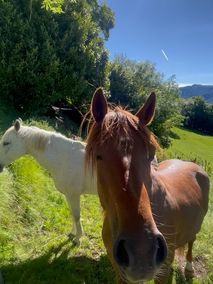 Cavallo a FarmAus