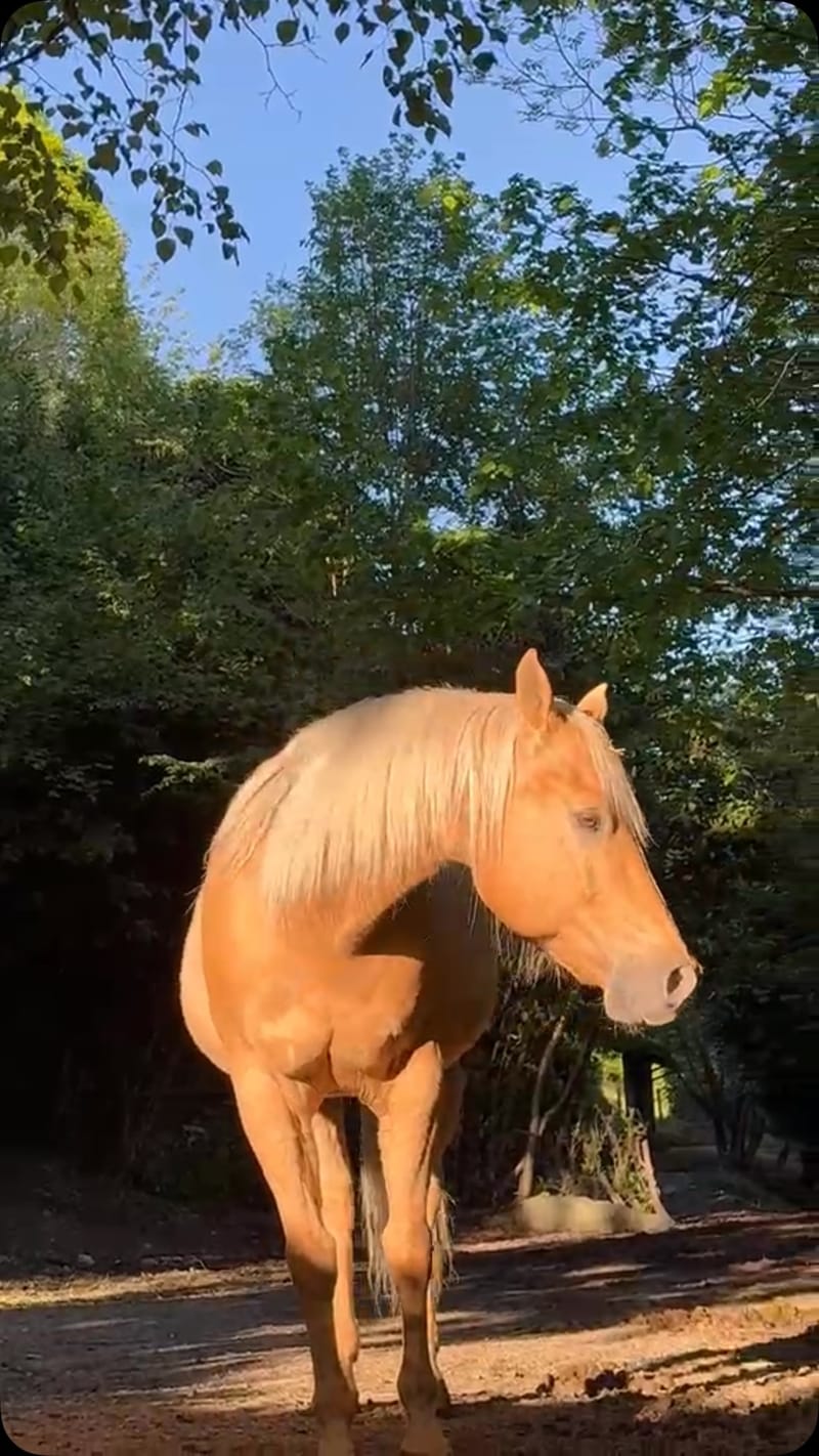 Cavallo a FarmAus