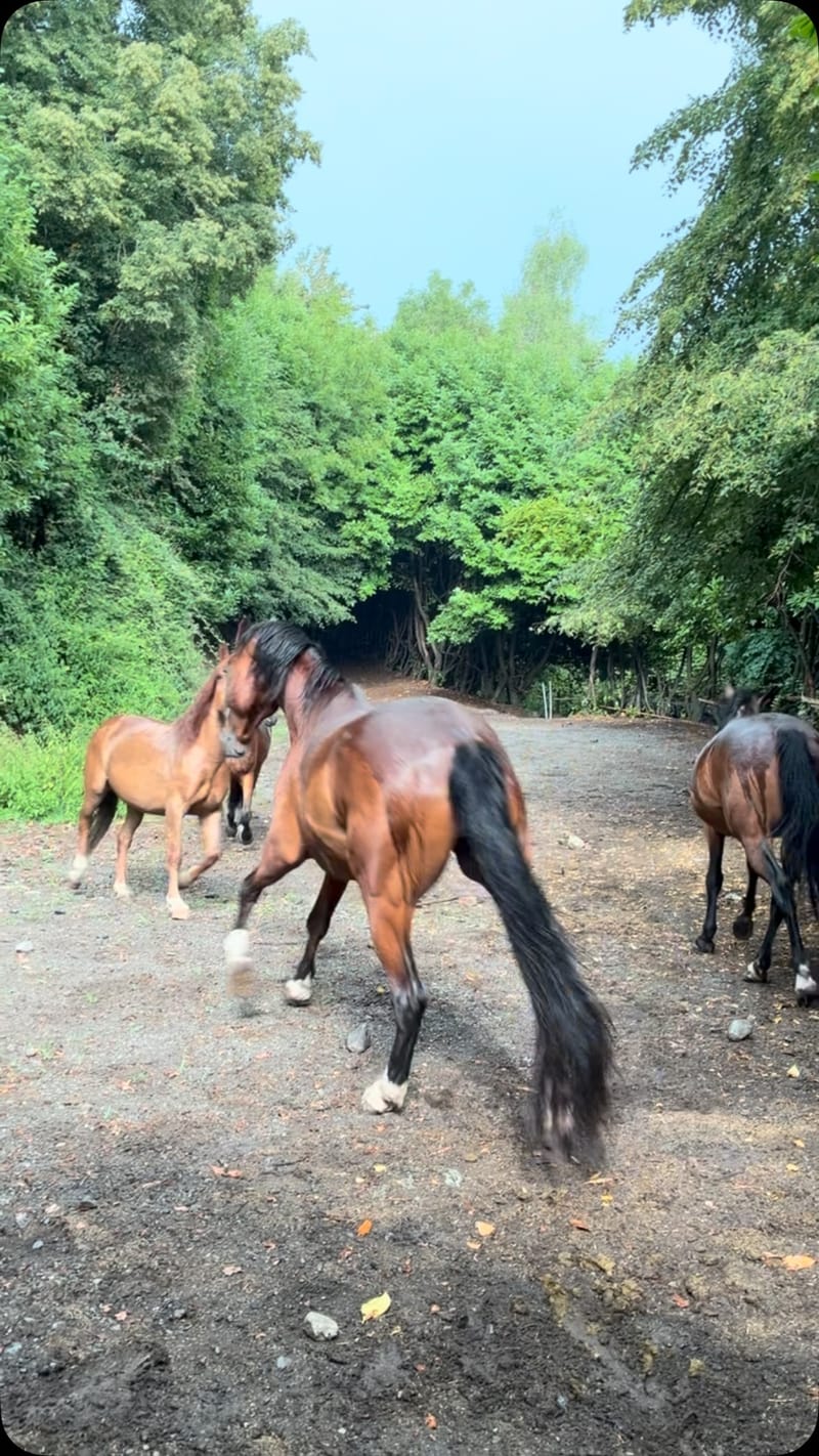 Cavallo a FarmAus