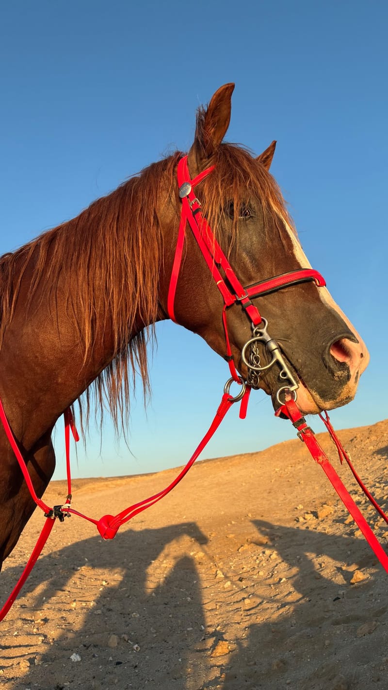 Cavallo a FarmAus