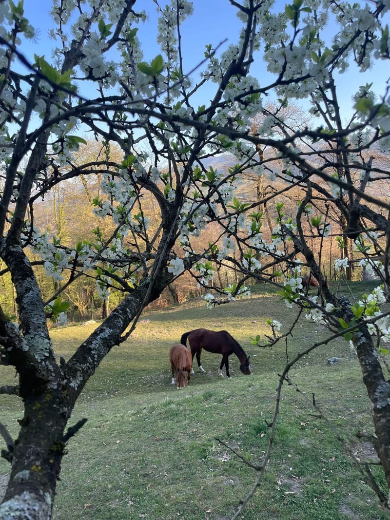 Cavallo ospite nella pensione cavalli intelvi FarmAus