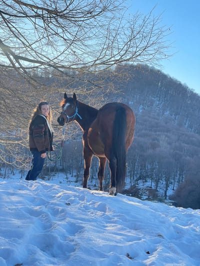 Cavallo ospite nella pensione cavalli intelvi FarmAus