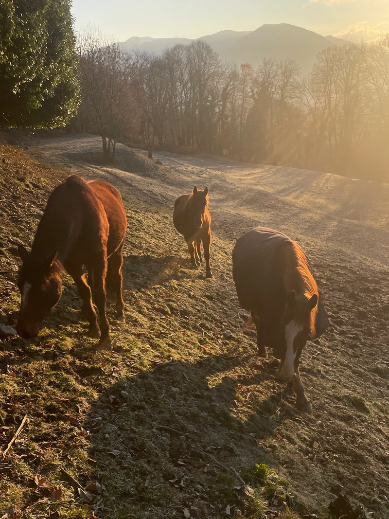 Cavallo ospite nella pensione cavalli intelvi FarmAus