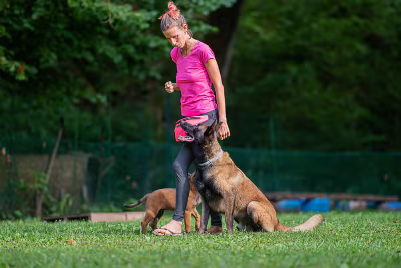 Mark Lambo Dog Training
