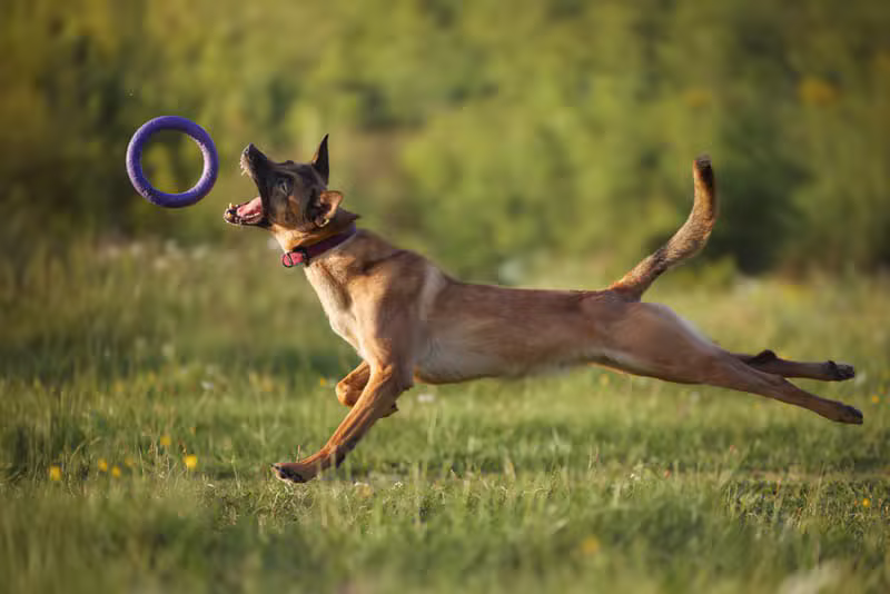 Malinois training