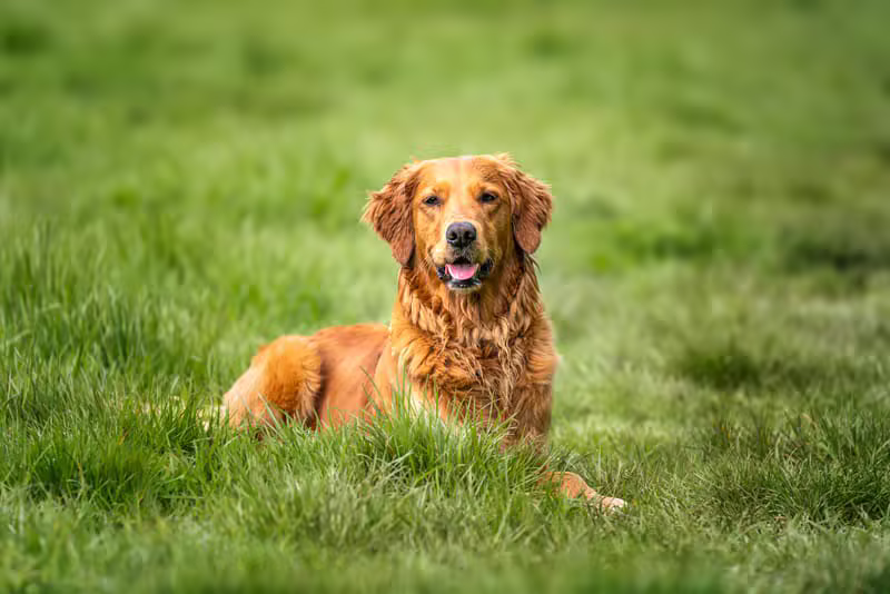 Luna - Golden Retriever