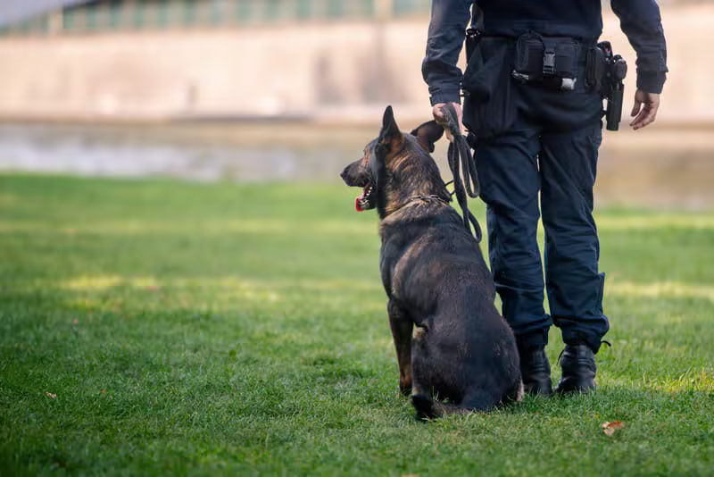 Understanding Canine Body Language dog education guide by Mark Lambo