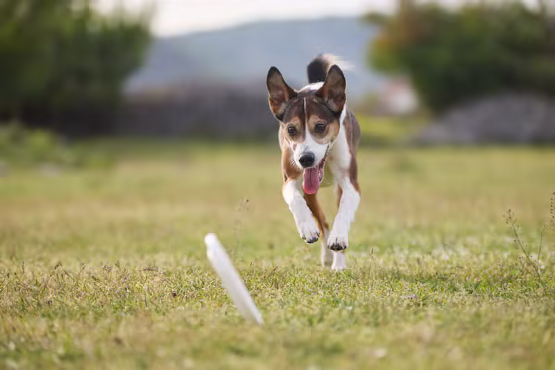 Mastering the Reliable Recall dog education guide by Mark Lambo