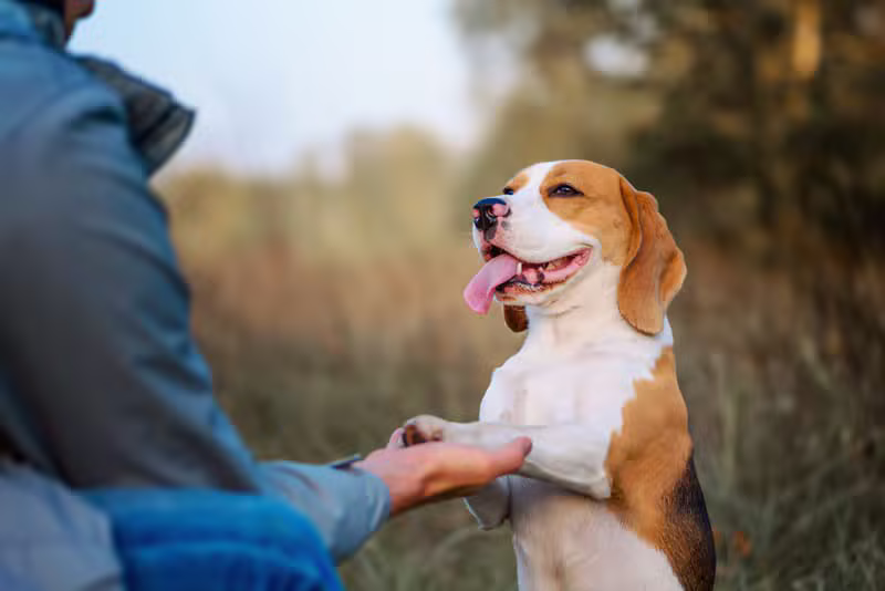 Why Dog Obedience Training Matters dog education guide by Mark Lambo