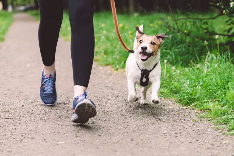 Leash Training Tips for Better Walks dog education guide by Mark Lambo