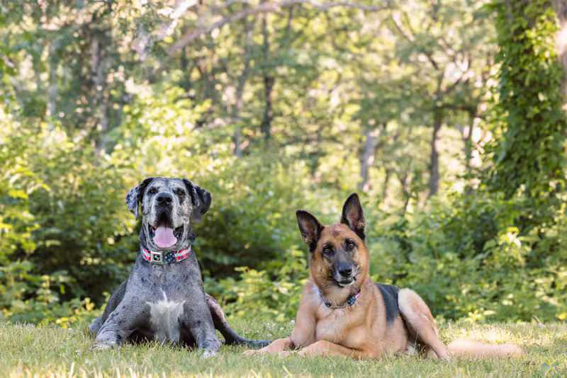 German Shepherd breed guide and responsible ownership information