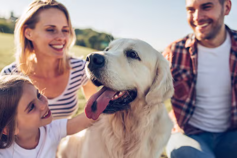 Labrador Retriever breed guide and responsible ownership information
