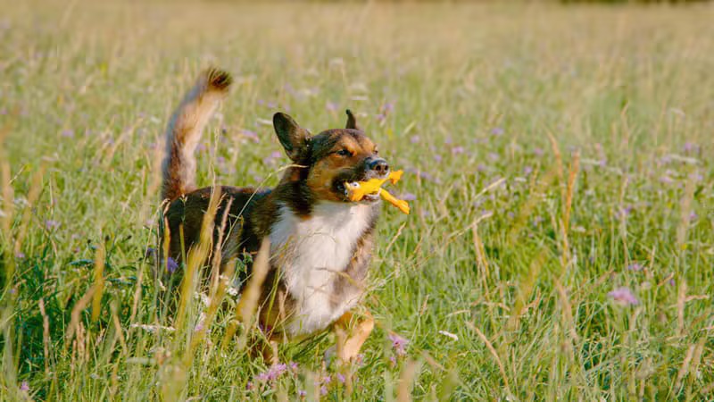 Recall Training Guide for Dog Owners dog education guide by Mark Lambo
