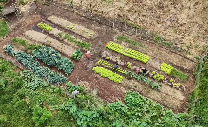 Horta Comunitária