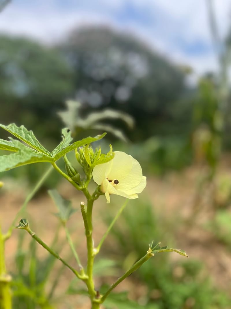 Mudas na Estufa Agroecológica