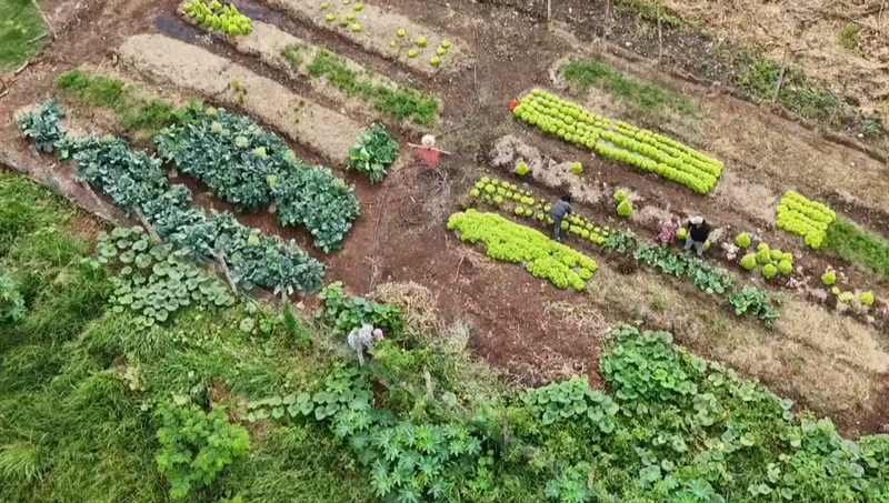 Horta Comunitária