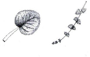Dibujos