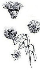 Dibujos