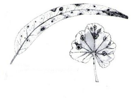 Dibujos