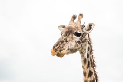 3 Days Masaimara.