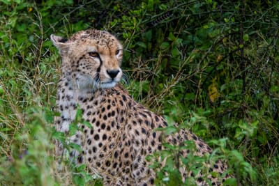 6 Days Safari