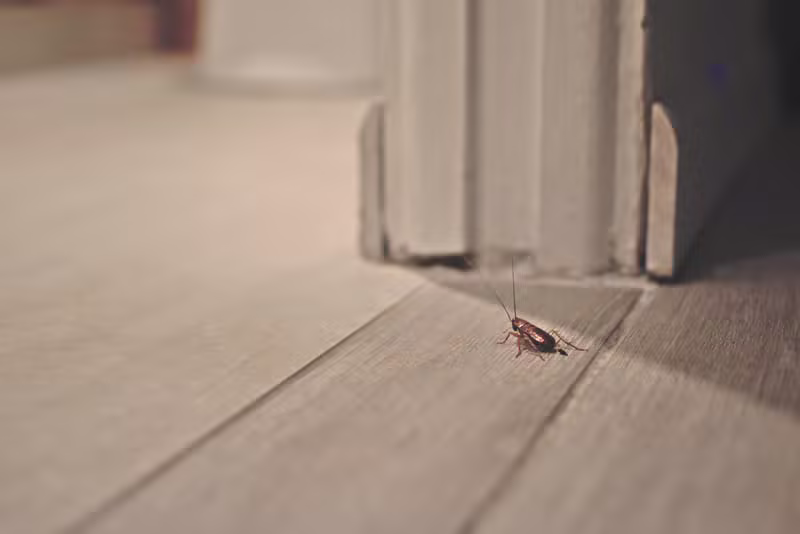 Fourmis et Mouches