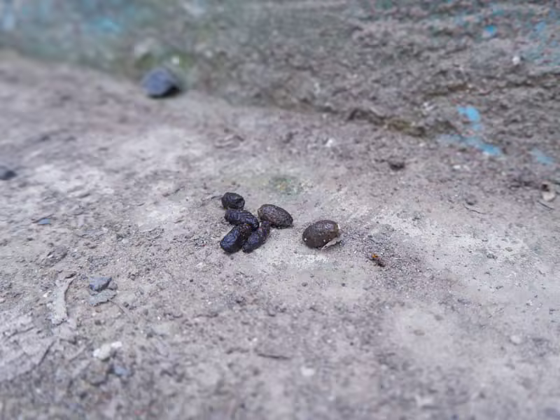 Crottes de rats