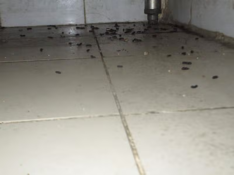 Déjections de cafards