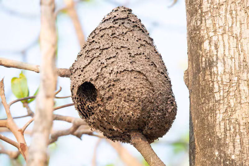 Aides locales pour la destruction des nids de frelons asiatiques