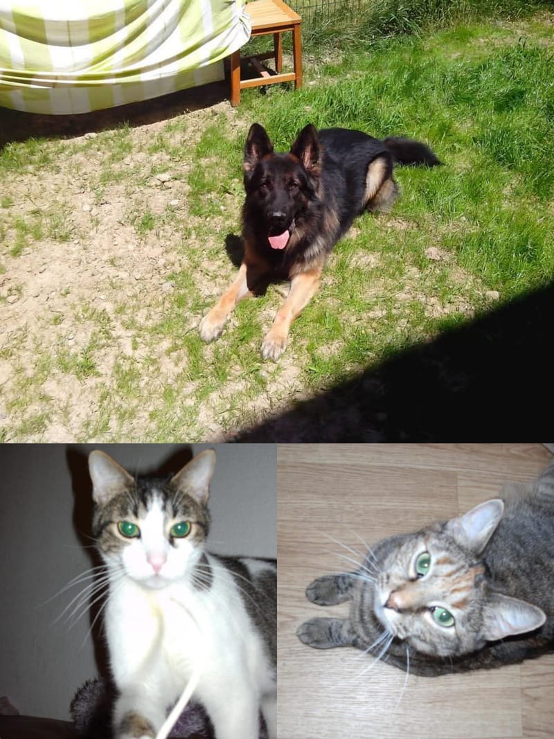 Groupe de plusieurs animaux de compagnie