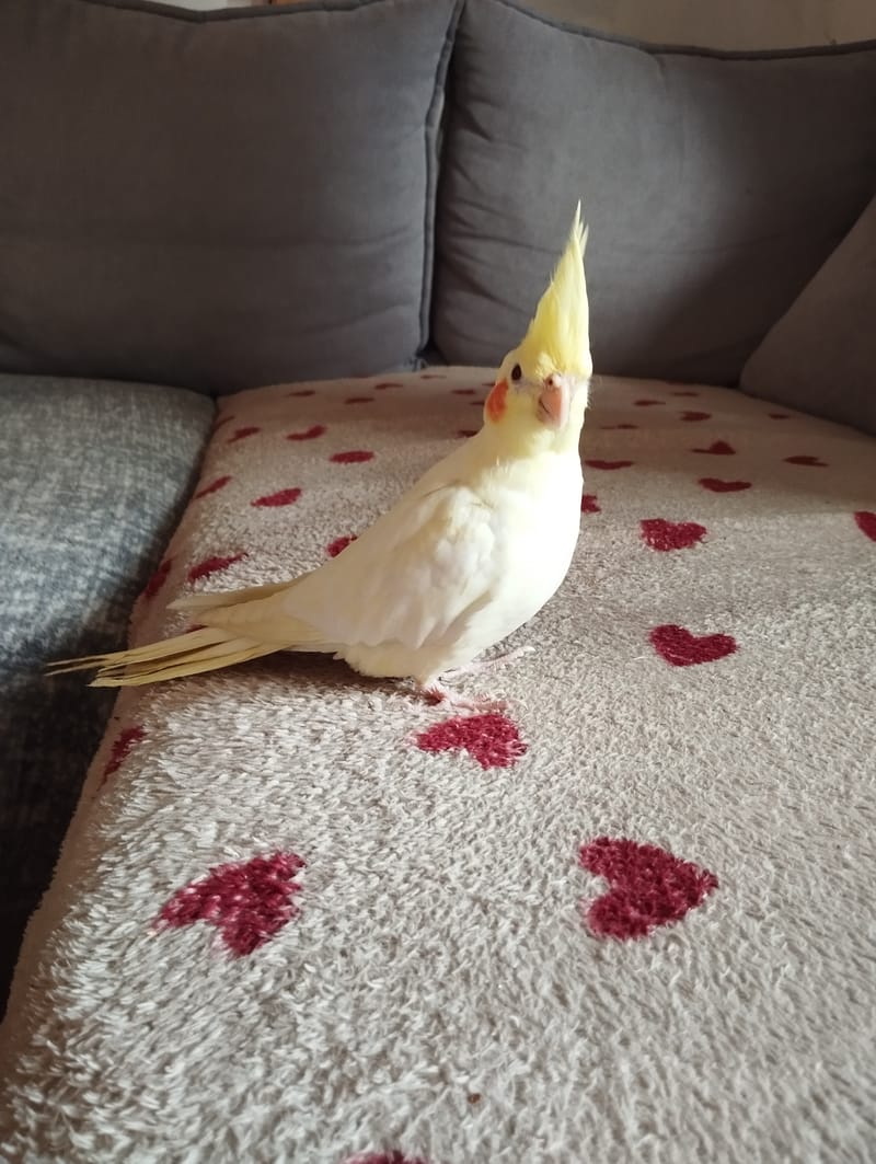 Animal supplémentaire