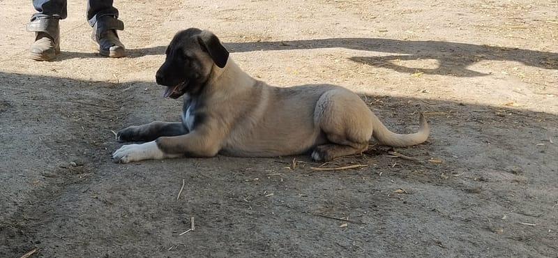 Deux personnes qui se rencontrent avec un chien